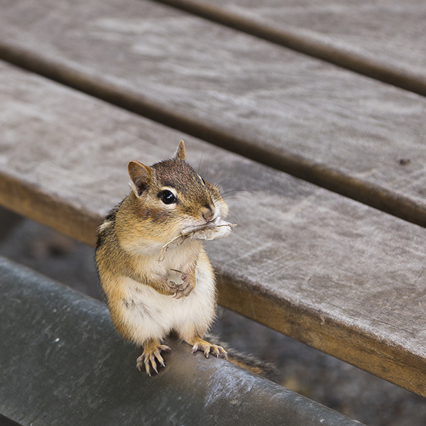 Chipmunk resting on wooden deck