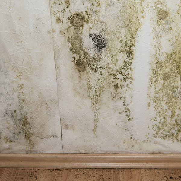 Mold spores on white wall
